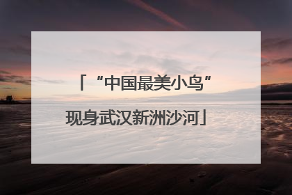 “中国最美小鸟”现身武汉新洲沙河