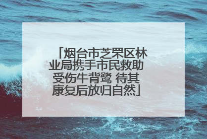 烟台市芝罘区林业局携手市民救助受伤牛背鹭 待其康复后放归自然