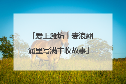 爱上潍坊丨麦浪翻涌里写满丰收故事