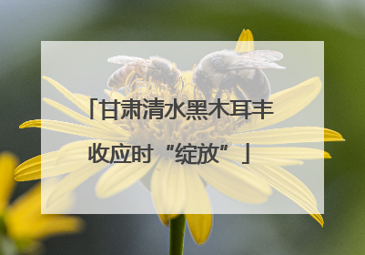 甘肃清水黑木耳丰收应时“绽放”