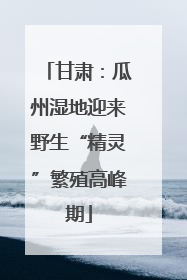 甘肃：瓜州湿地迎来野生“精灵”繁殖高峰期