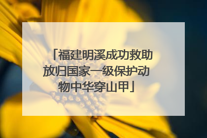 福建明溪成功救助放归国家一级保护动物中华穿山甲
