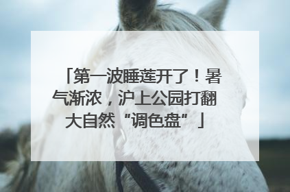 第一波睡莲开了！暑气渐浓，沪上公园打翻大自然“调色盘”