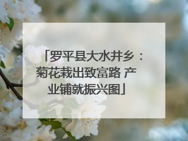 罗平县大水井乡：菊花栽出致富路 产业铺就振兴图