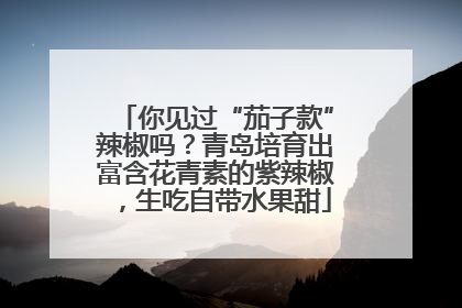 你见过“茄子款”辣椒吗？青岛培育出富含花青素的紫辣椒，生吃自带水果甜