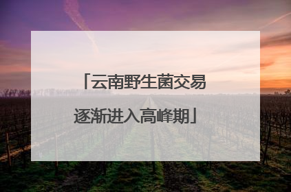 云南野生菌交易逐渐进入高峰期