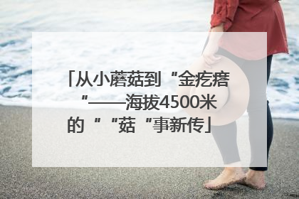从小蘑菇到“金疙瘩“——海拔4500米的““菇“事新传