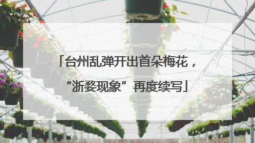台州乱弹开出首朵梅花，“浙婺现象”再度续写