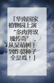 华南国家植物园上演“多肉界玫瑰传奇”，从呆萌树干到炸裂种子全是戏！