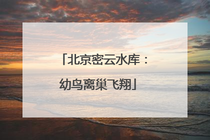 北京密云水库：幼鸟离巢飞翔