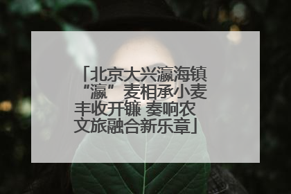 北京大兴瀛海镇“瀛”麦相承小麦丰收开镰 奏响农文旅融合新乐章