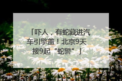 吓人，有蛇藏进汽车引擎盖！北京9天接9起“蛇警”