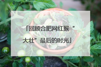 回顾合肥网红猴“大壮”最后的时光