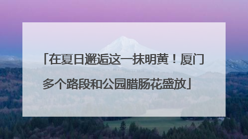 在夏日邂逅这一抹明黄！厦门多个路段和公园腊肠花盛放