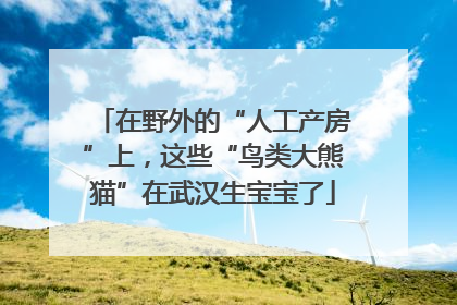 在野外的“人工产房”上，这些“鸟类大熊猫”在武汉生宝宝了