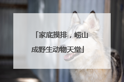 家底摸排，崂山成野生动物天堂