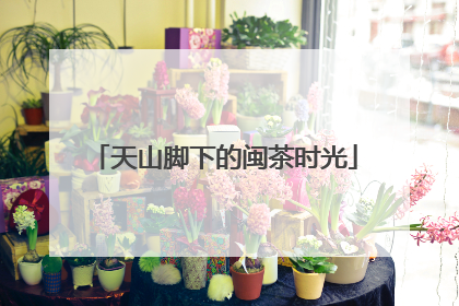 天山脚下的闽茶时光