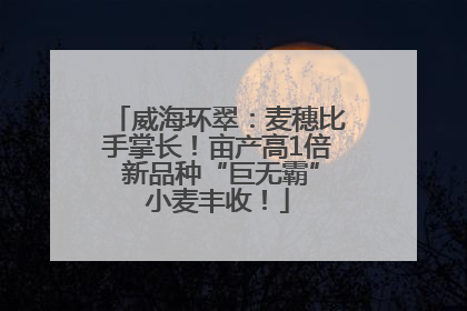 威海环翠：麦穗比手掌长！亩产高1倍 新品种“巨无霸”小麦丰收！
