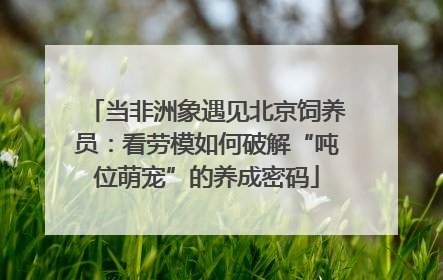 当非洲象遇见北京饲养员：看劳模如何破解“吨位萌宠”的养成密码