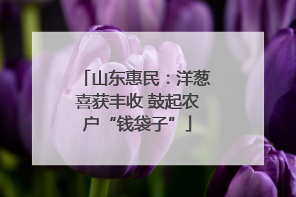 山东惠民：洋葱喜获丰收 鼓起农户“钱袋子”