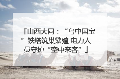 山西大同：“鸟中国宝”铁塔筑巢繁殖 电力人员守护“空中来客”