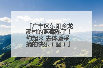 广丰区东阳乡龙溪村的蓝莓熟了！约起来 去体验采摘的快乐（图）