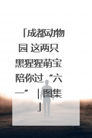 成都动物园 这两只黑猩猩萌宝陪你过“六一”｜图集