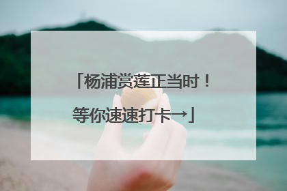 杨浦赏莲正当时！等你速速打卡→
