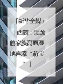 新华全媒+｜西藏：黑颈鹤家族高原湿地喜添“萌宝”