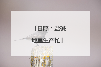 日照：盐碱地里生产忙