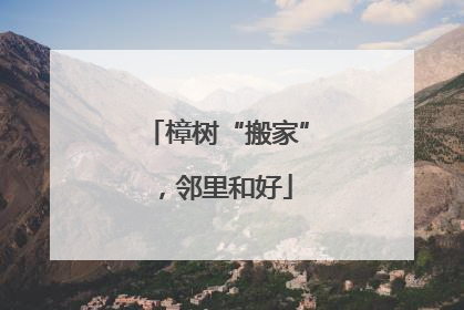 樟树“搬家”，邻里和好