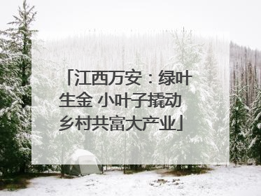 江西万安：绿叶生金 小叶子撬动乡村共富大产业