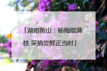 湖南衡山：杨梅缀满枝 采摘尝鲜正当时