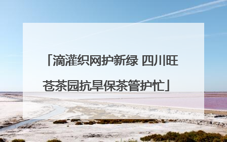 滴灌织网护新绿 四川旺苍茶园抗旱保茶管护忙