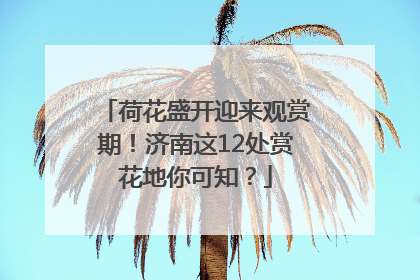 荷花盛开迎来观赏期！济南这12处赏花地你可知？
