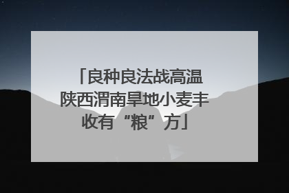 良种良法战高温 陕西渭南旱地小麦丰收有“粮”方
