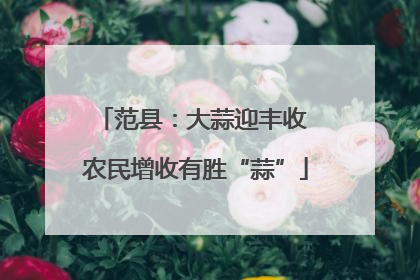 范县：大蒜迎丰收 农民增收有胜“蒜”