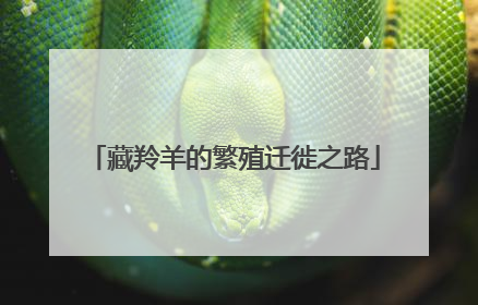 藏羚羊的繁殖迁徙之路