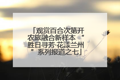 观赏百合次第开 农旅融合新样本 “胜日寻芳·花漾兰州”系列报道之七