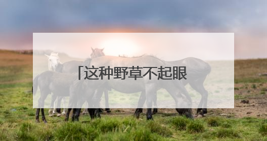 这种野草不起眼 却是深圳新物种 密穗砖子苗现身光明，近年来深圳物种名录不断刷新