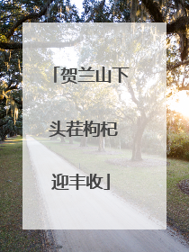 贺兰山下 头茬枸杞迎丰收