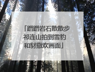 蹭蹭岩石散散步 祁连山拍到雪豹和豺撒欢画面