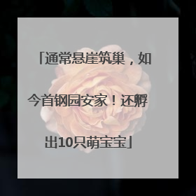 通常悬崖筑巢，如今首钢园安家！还孵出10只萌宝宝