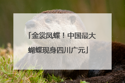 金裳凤蝶！中国最大蝴蝶现身四川广元