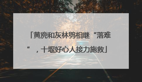 黄麂和灰林鸮相继“落难”，十堰好心人接力施救