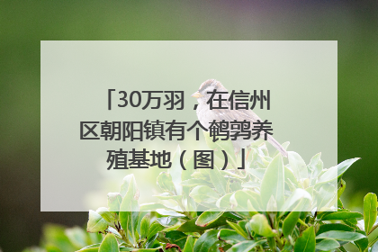 30万羽，在信州区朝阳镇有个鹌鹑养殖基地（图）